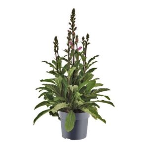 Digitalis 'Panther' P17 (PT) - Ø17cm - ↕60cm