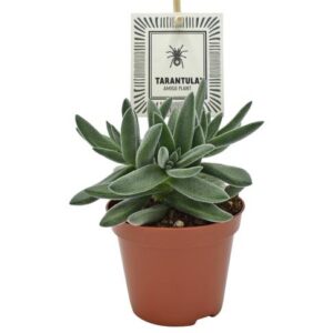 Crassula TARANTULA® - Ø8,5cm - ↕14cm