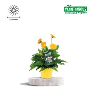 Garvinea Gerbera Geel - Ø19cm - ↕50cm