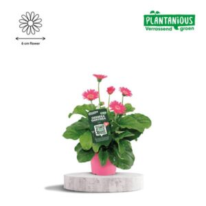 Garvinea Gerbera Roze - Ø19cm - ↕50cm