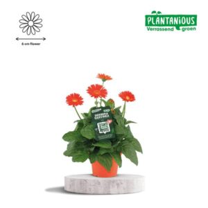 Garvinea Gerbera Oranje - Ø19cm - ↕50cm