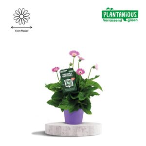 Garvinea Gerbera Paars - Ø19cm - ↕50cm