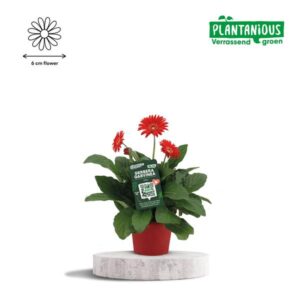 Garvinea Gerbera Rood - Ø19cm - ↕50cm