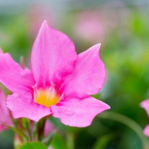 Dipladenia Sundaville PINK 27 Cm Hangpot - Ø27cm - ↕60cm