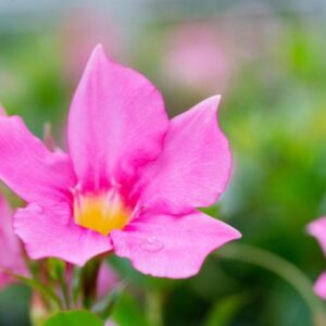 Dipladenia Sundaville PINK Op Rek P21 - Ø21cm - ↕100cm