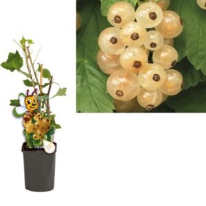 Ribes Rubrum 'Werdavia' +light Label - Ø11cm - ↕40cm