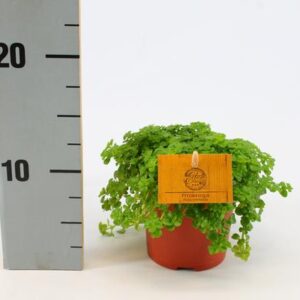 Pilea Depressa 12cm - Ø12cm - ↕20cm