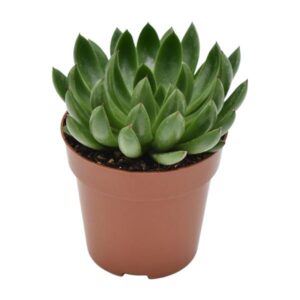 Echeveria Arco Rosetta - Ø8,5cm - ↕14cm