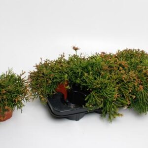 Rhispalis Clavata - Ø12cm - ↕20cm