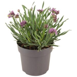 Allium 'Lavender Bubbel' P17 (PT) - Ø17cm - ↕30cm