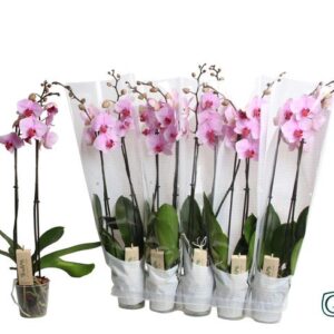 Phalae. 2 Tk Pink In Happy Sleeve White - Ø12cm - ↕65cm