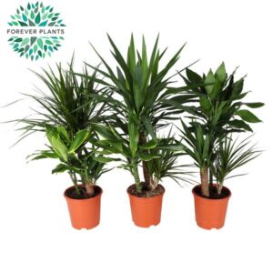 Groenmix Triple Toef - 3 stuks - Ø21cm - ↕100cm