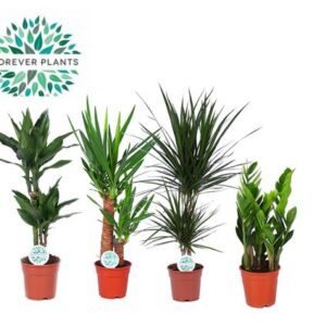 Kamerplanten Groen Mix Santos - 4 stuks - Ø17cm - ↕60-80cm