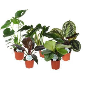 Kamerplanten Jungle Juweeltjes - 5 stuks - Ø14cm - ↕40-45cm