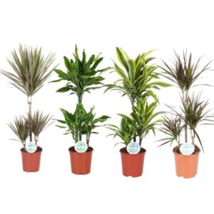 Dracaena Dreams - 4 stuks - Ø21cm - ↕90-95cm