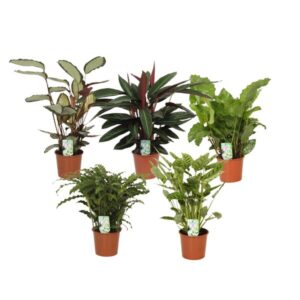Calathea's in de Spotlight - 5 stuks - Ø17cm - ↕55-65cm