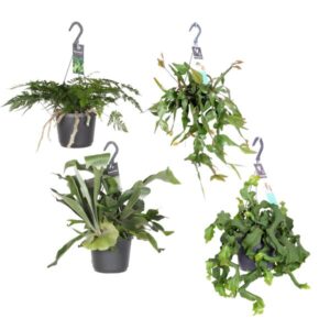 Hangende Groene Juweeltjes - 4 stuks - Ø17cm - ↕20-40cm