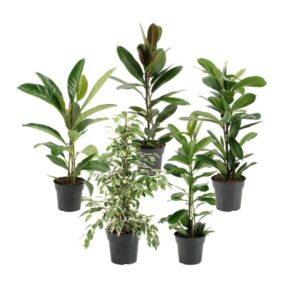 Ficus Paradijs - 5 stuks - Ø17cm - ↕70-75cm