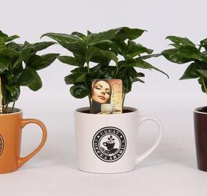 Coffea in Koffiemok - 3 stuks - Ø9cm - ↕22cm