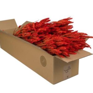 Droogbloemen - Tarwe (Triticum) - Burnt Orange - 4 bosjes - ↕60cm