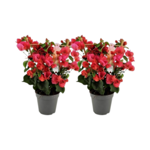 Bougainvillea Rood Rek - 2 stuks - Ø12cm - ↕40cm