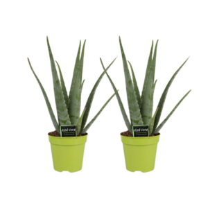 Aloe Vera - 2 stuks - Ø15cm - ↕65cm