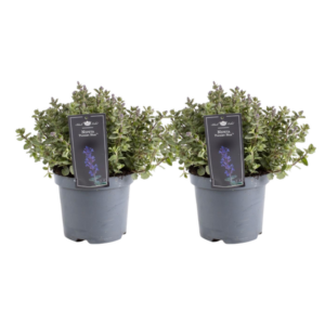 Nepeta Purrsian Blue - 2 stuks - Ø19cm - ↕40cm