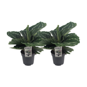 Calathea Roseopicta Green - 2 stuks - Ø14cm - ↕40cm