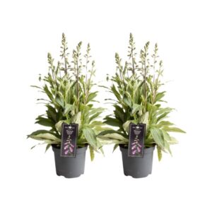 Digitalis Lucas Pink - 2 stuks - Ø19cm - ↕60cm
