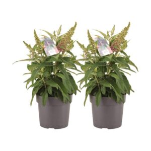 Buddleja Candy Little Pink - 2 stuks - Ø17cm - ↕40cm