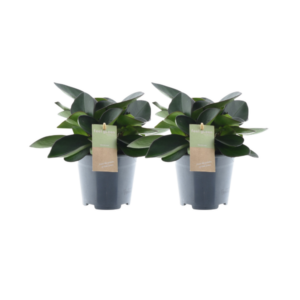 Peperomia Red Margin Feel Green - 2 stuks - Ø14cm - ↕30cm