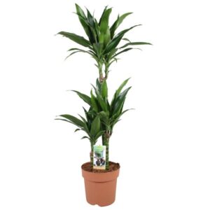 Dracaena Janet Craig 60-30-15 - Ø21cm - ↕100cm