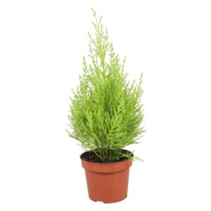 Cupressus Goldcrest Wilma - Hoogte 35-40 Cm. - Ø12cm - ↕35cm