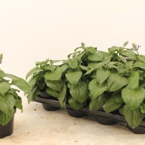 Salvia Mysty - Ø13cm - ↕25cm