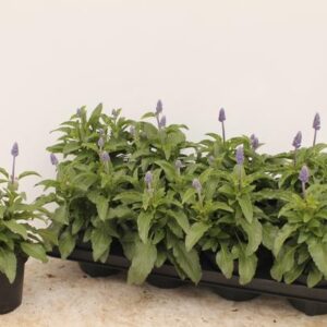 Salvia Farinacea - Ø13cm - ↕25cm