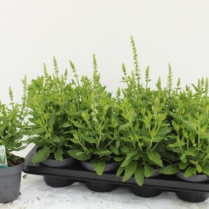 Salvia Nemorosa Sensation White - Ø13cm - ↕35cm