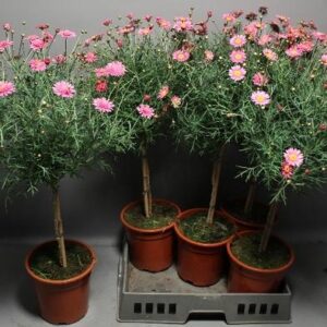 ARG BLAZER Primros Flora - Ø19cm - ↕75cm