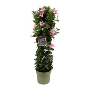 Mandevilla Sundaville Cream Pink In Toren (Dipladenia) - Ø24cm - ↕95cm