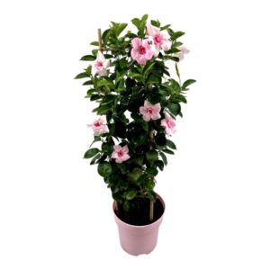 Mandevilla Sundaville Double Blush Pink In Toren (Dipladenia) - Ø19cm - ↕75cm