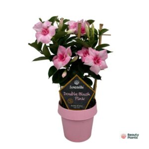 Mandevilla Sundaville Double Blush Pink Op Rek (Dipladenia) - Ø14cm - ↕40cm