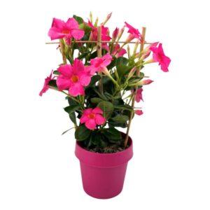 Mandevilla Sundaville Early Pink Op Rek (Dipladenia) - Ø14cm - ↕40cm