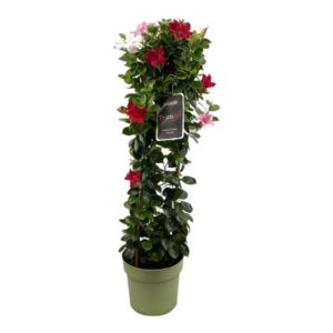 Mandevilla Sundaville Tricolor In Toren (Dipladenia) - Ø24cm - ↕95cm