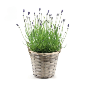 Lavandula Ang. 'Felice'® Collection P15 In Basket - 1 stuk - Ø15cm - ↕35cm