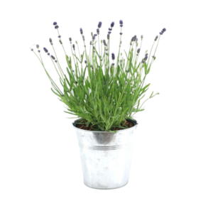 Lavandula Ang. 'Felice'® Collection P15 In Zinc Old-Look - 1 stuk - Ø15cm - ↕35cm