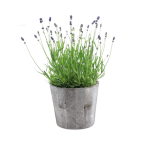 Lavandula Ang. 'Felice'® Collection P15 In Wood - 1 stuk - Ø15cm - ↕35cm