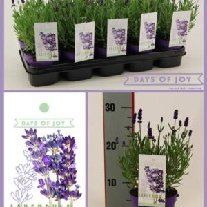 Lavandula Ang. 'Ardèche Blue' 13 Cm - Ø13cm - ↕25cm