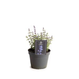 Nepeta Cat's Pajama's - Ø15cm - ↕30cm