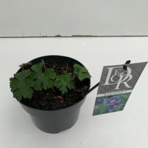 Geranium 'Rozanne' In Tray - Ø17cm - ↕20cm
