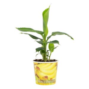 Musa Tropicana 12cm - Beker Banaan - Ø12cm - ↕38cm