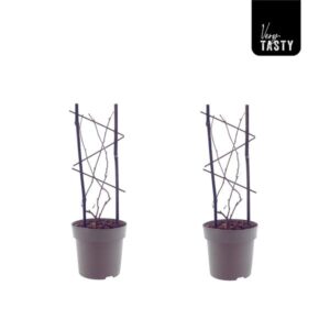 Actinidia Issai - Ø15cm - ↕40cm